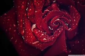 Check spelling or type a new query. 2000x1333 Download Love Flower Wallpaper Apk Love Best Flower Images Hd 2000x1333 Wallpaper Teahub Io