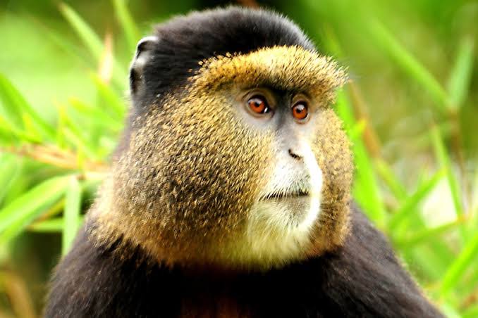 The Golden Monkeys of Volcanoes- Rwanda Safari with Self Drive Rwanda Uganda