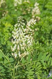 Image result for Sophora velutina
