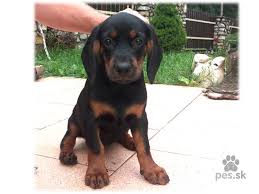 Image result for slovenský kopov