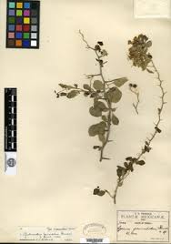 Image result for Lycium mascarenense