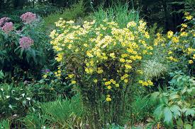 Check spelling or type a new query. The Best Plants For Sunny Borders Finegardening