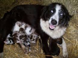 I'm doing my best to take care of the moms and pups as she did, and will try to get in touch with everyone that's. Australian Shepherd Puppies In Illinois