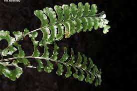 Image result for Lindsaeaceae