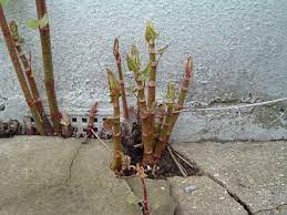 Japanese knotweed (polygonum cuspidatum) is a tough, invasive plant. Do You Know The Risks Of Japanese Knotweed