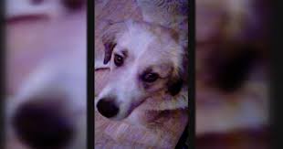 West Louisville family grieving loss of dog killed in the backyard