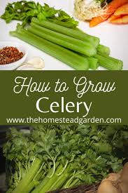 How To Grow Celery Growing Celery Growing Organic Food Survival Gardening