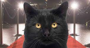 Black cats are often the main stars in movies, cartoons and books. Famous Black Cat Names How Many Do You Recognize