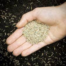 Grass Seeds C Pixhill Com Elenathewise Seeds Spring Garden Grass