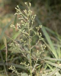 Image result for Pseudoconyza viscosa