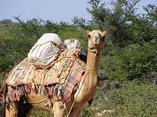 A camel can drink 53 gallons of water in 3 minutes! Camel Wikipedia