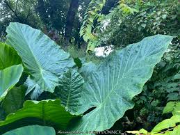 Image result for Alocasia odora