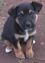 Black And Tan Kelpie Lab Mix Border Collie Lab Mix Google Search Cute Animals Puppies Animals Beautiful