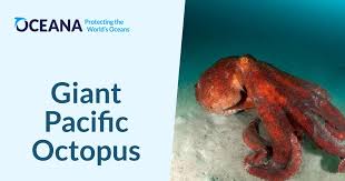 Giant Pacific Octopus | Oceana
