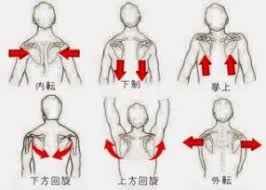 「肩甲骨はがし」の画像検索結果
