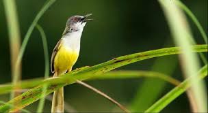 Berikut ini telah tersedia beberapa gambar cupang halfmoon jantan dan betina cantik yang dapat anda download. Download Suara Burung Ciblek Betina Pikat Sawah Gacor Mp3