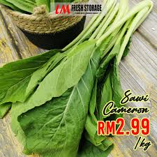 Japan, panes, andapa, trapani, zapopan, lampang, japanese, atakpame, juigalpa. Sawi Cameron Sawi Jepun Rm2 99 Lm Fresh Storage Endau Facebook