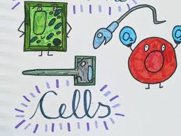 These science invertebrate worksheets are great for any classroom. Intro To Cells Aqa Biology Lesson Teaching Resources