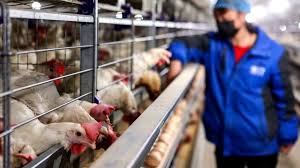 The h7n9 has infected 1,668 people and claimed 616 lives since 2013, according to the united. Tap98tc5bk6cxm