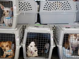 Pets traveling in cargo will not allowed to travel when the current or forecasted temperature is above 85 degrees fahrenheit and/or when the ground is below 45 degrees fahrenheit. What Airlines Are Safest For Pets Quartz