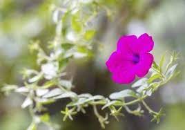 How Do I Make My Petunias Fuller Tips On Preventing Leggy Petunias