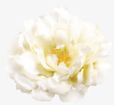 Check spelling or type a new query. White Flower Transparent Image Common Peony Png Image Transparent Png Free Download On Seekpng