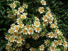 Image result for Pereskia aculeata