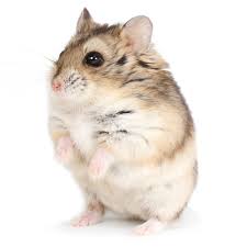Generally speaking, a healthy hamster is active, alert, and social and eats and drinks regularly. Russian Dwarf Hamster Dwarf Hamster Russian Dwarf Hamster Small Pets