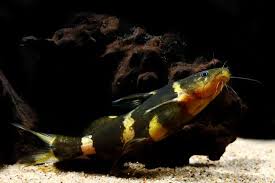 19 Most Popular Types Of Catfish Species Habitat Pictures Freshwater Aquarium Plants Habitats Catfish