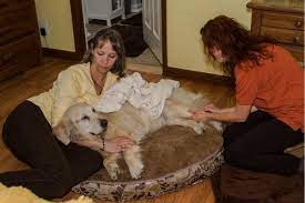 It also provides an opportunity to prepare rituals, include children and grieve privately. Preparing For The Event Home Pet Euthanasia Of Southern California