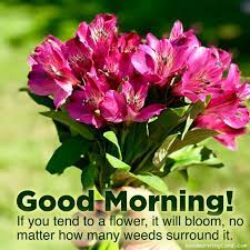 Top Animated Good Morning Flowers With Images Good Morning Images Quotes Wishes Messages Greetings Ecards