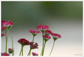 Watch, upload and share hd and 4k videos. Wallpaper Travel Flower Nature Bokeh Korea Southkorea Suwon Koreanfolkvillage Canon400d Canonef70200mmf4lisusm Awe2020 2800x1891 1104660 Hd Wallpapers Wallhere