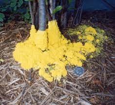 However, it can injure plants by covering and shading them. Slime Molds Wisconsin Horticulture