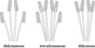 Image result for Andropterum