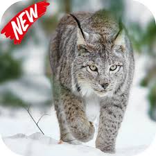 While using the application, we found plenty of different categories inside. Lynx Video Live Wallpaper Apk 1 0 Download Apk Latest Version