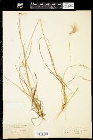 Image result for Andropogon canaliculatus