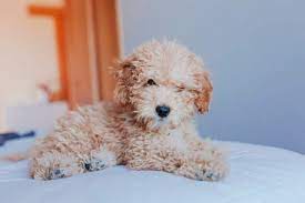 Do All Poodles Have Brown Eyes Can The Color Change Poodle Report