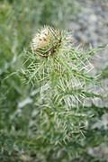 Image result for Cirsium  buchwaldii