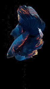Free Download Betta Fish Live Wallpaper Free For Android Apk Download 1440x2560 For Your Desktop Mobile Tablet Explore 31 Live Free Wallpaper 3d Live Wallpapers Free Download Free Live