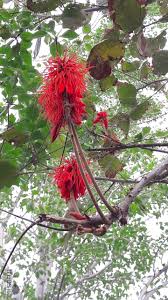 Image result for Erythrina abyssinica