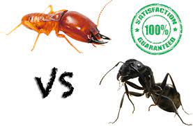 Stinging insects, ants, mice and more! Rochester Carpenter Ants Or Termites Enviropest Solutions