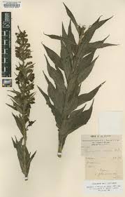 Image result for Brachycorythis velutina