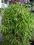 Best Flowering Plants For Shade
