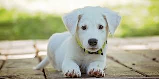Par exemple, après la lettre « f » préférez la voyelle « a. Quels Sont Les Noms De Chiens Originaux Tendances De Cette Annee