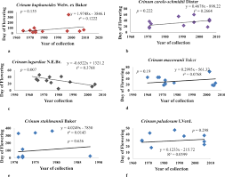Image result for Crinum subcernuum