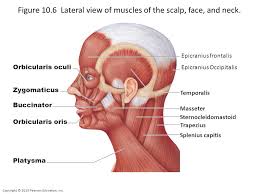 Bones and muscle attachments for the posterior scapular and arm coleccion de la unidad especializada en orto anatomy bones shoulder anatomy upper limb anatomy. Figure 10 6 Lateral View Of Muscles Of The Scalp Face And Neck Ppt Video Online Download