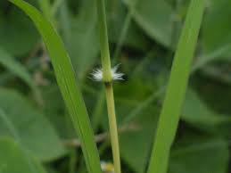 Image result for Bothriochloa bladhii