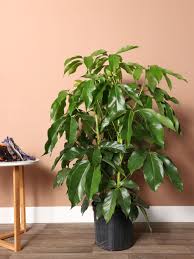 Image result for Schefflera