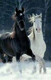 Pin By Basak Melekoglu On W Animals Horses White Horses