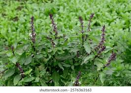 Image result for Vitex thyrsiflora